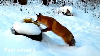 Лиса и торт / Звери в диком лесу встречают Новый год!