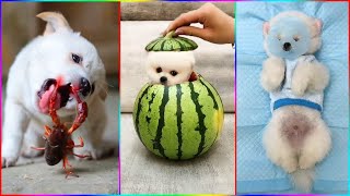 Funny and Cute Dog Pomeranian 😍🐶| Funny Puppy Videos #276