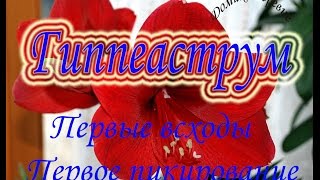 Гиппеаструм! Детки луковки! Первое пикирование малышей!