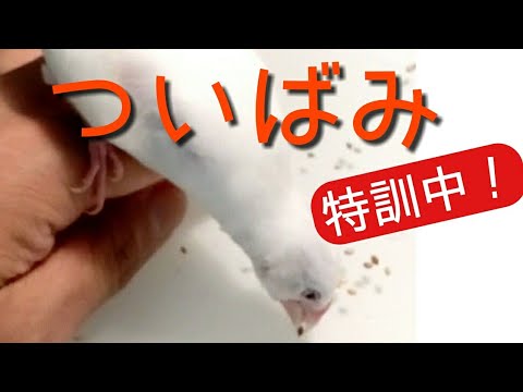 文鳥　一人餌の練習❢