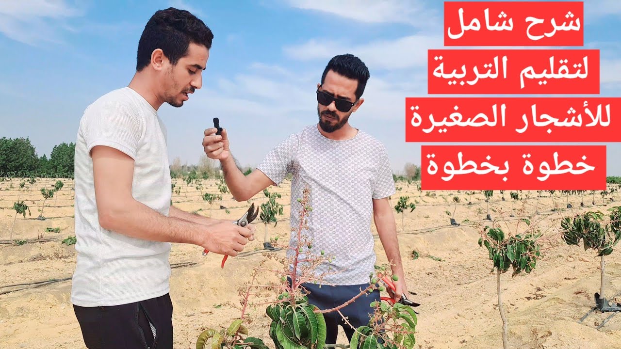 تقليم تربية المانجو : لماذا يخسر البعض مزارعهم رغم جودة الشتلات ؟ | عمر سنة و ٢ و ٣ | هام