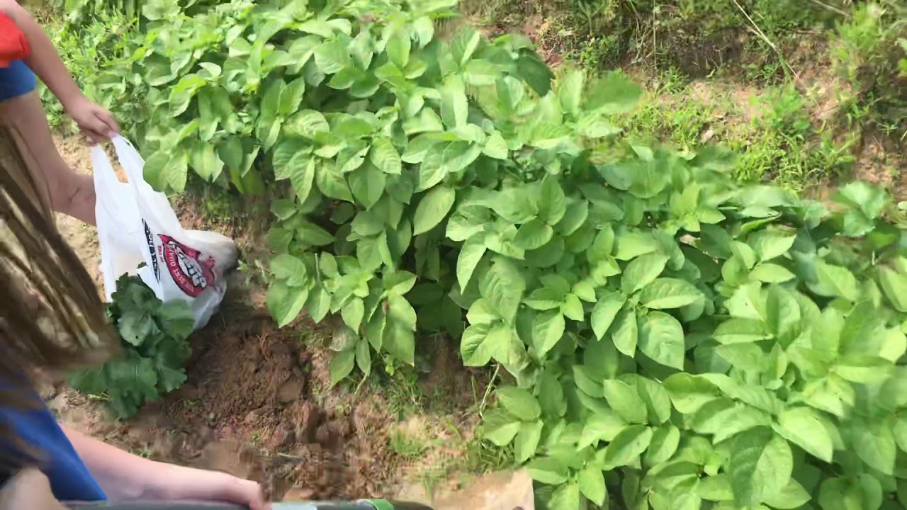 Potatoes everywhere 