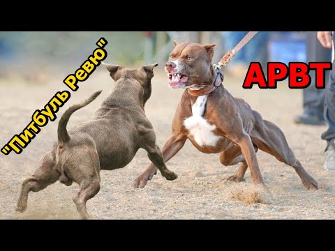 МОЁ ПОЧТЕНИЕ-ПИТБУЛЬТЕРЬЕР-ИСТИННЫЙ ГЛАДИАТОР СОБАЧЬЕГО МИРА#apbt #апбт#питбуль#питбультерьер#собака