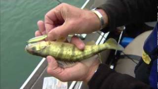 Jumbo Perch, Lower Niagara River, ON Part 3 of 4