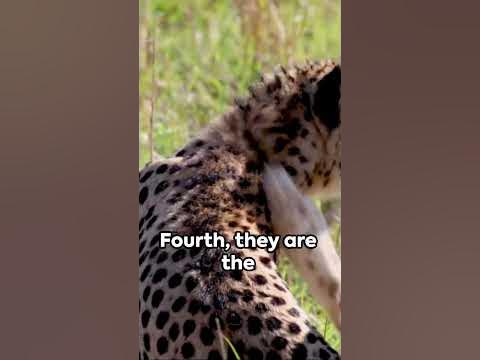 🐯 Cheetah Chronicles 🐾Top 5 Astonishing Facts 😍 I #wildlife #cheetah ...