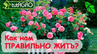 НАУЧНАЯ ПЯТНИЦА. Загадка. Розы подскажут как нам жить правильно. Гораздо лучше гадания.