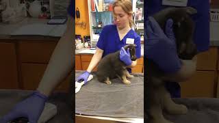 Scanning for a microchip