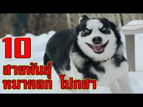 10 สายพันธุ์ สุนัขตลก น่ารัก และโคตรฮา!!