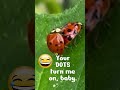 #PUNNY #funny Dialogue Add - Ladybug Hook-up😆#sensualbeats track 4 more humor #short #shortsvirals