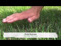 Crabgrass vs Quackgrass or Tall Fescue - Weedy Grasses