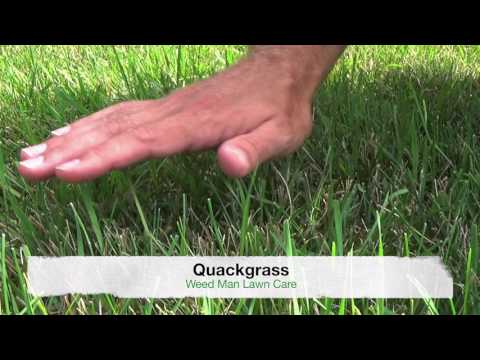 فيديو: عشب الزينة Greenleaf Fescue - تعرف على زراعة الحشيش الأخضر