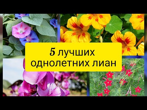 Однолетние лианы для сада. 5 самых неприхотливых и красивоцветущих однолетних лиан.