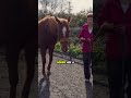 Horses Don't Schedule Meetings — they just act | 65 million years of survival wisdom
