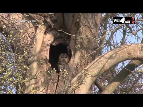 An Introduction to the Tawny Owl (Strix aluco) - by Wild Owl