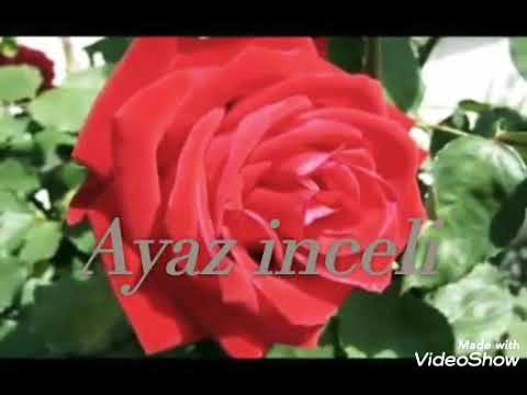 Ayaz inceli