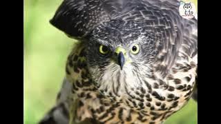 Tiếng Chim Ưng đuổi chim hiệu quả 100% (1 Giờ)