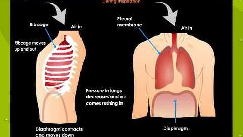 Breathing Movements