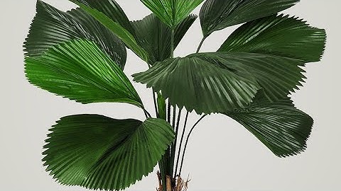 CÂY CỌ NHẬT TRỒNG SÂN VƯỜN TIỂU CẢNH TRANG TRÍ SIÊU ĐẸP