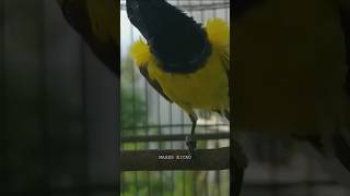 sogon gacor ngobra cari lawan #sogon #sogongacor #mabeskicau #birds #short #shorts