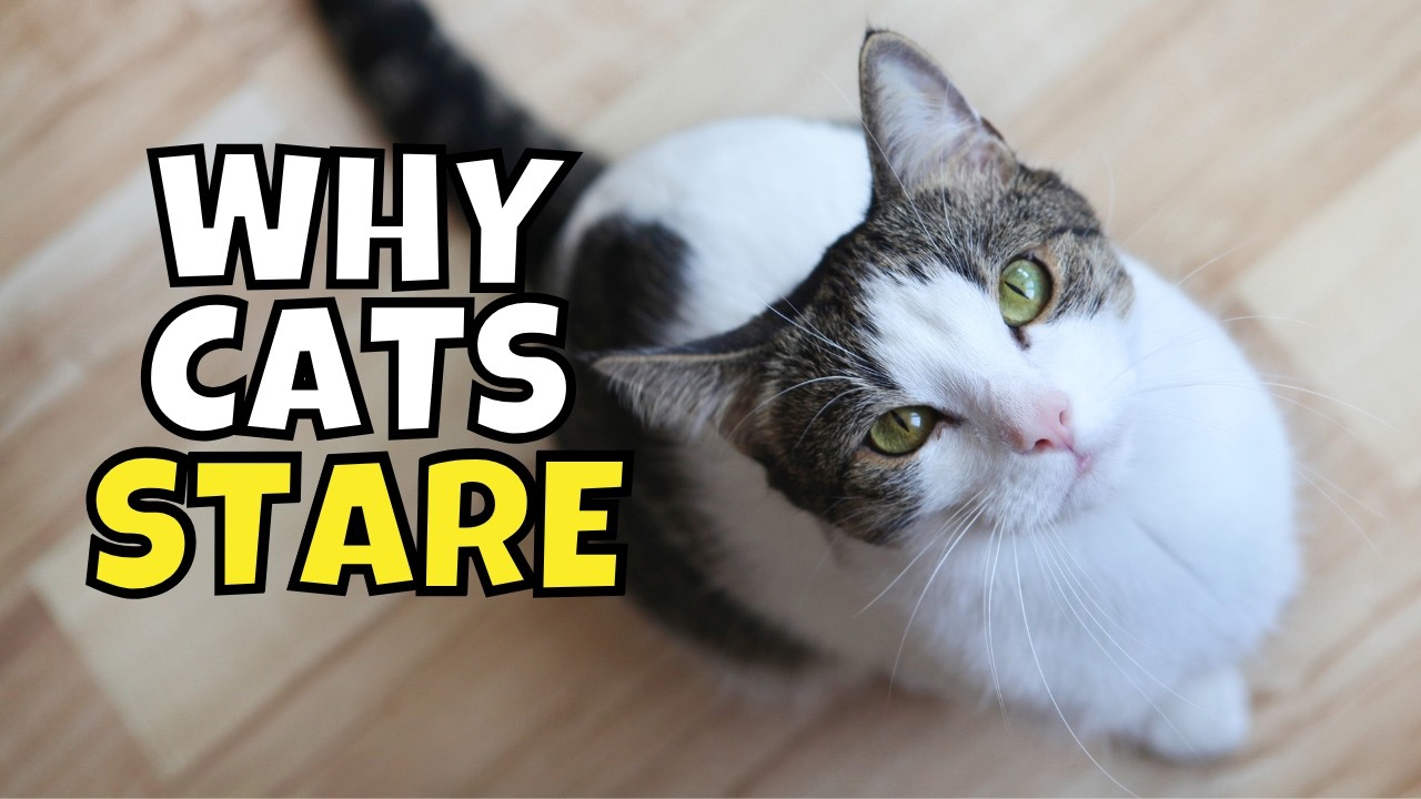 Why Do Cats Stare at You: Surprising Reasons Unveiled