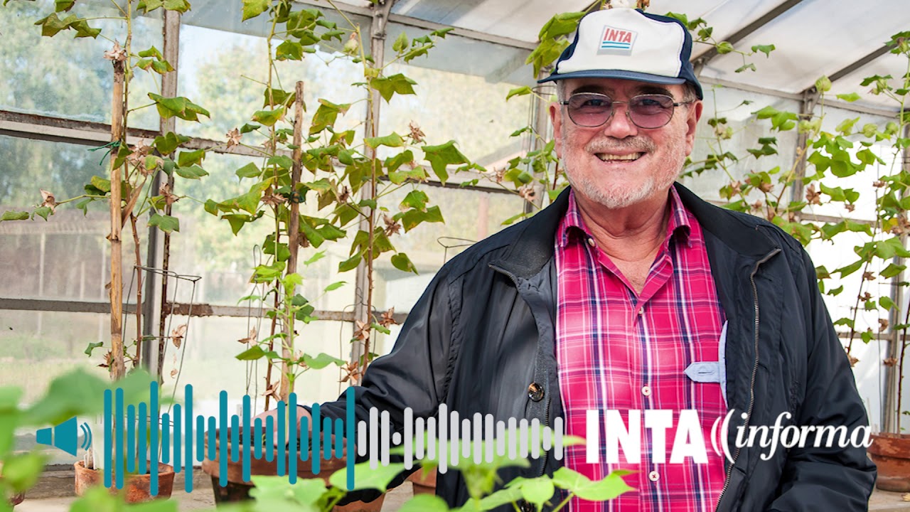 Avanzan sobre zonas poco conocidas del genoma de la célula vegetal intangible