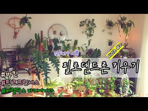 EP#28:필로덴드론키우기시리즈2/무늬잎이 아름다운 필로덴드론 소개