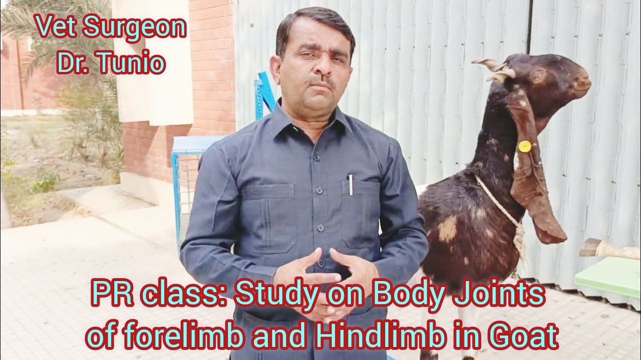 Goat Forelimb PR class: Study on Body Joints of forelimb and Hindlimb in Goat - YouTube