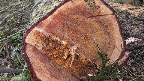 Taking down a rotten tree.