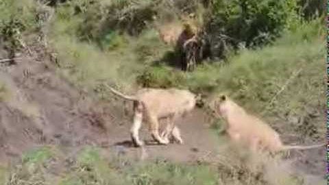 Optagelse af en flok løver fra en safaritur i Kenya, Afrika