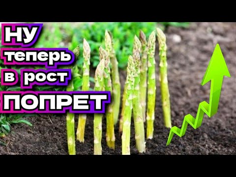 Растение, требующее терпения: что следует знать о выращивании спаржи