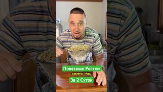 Ростки Маш за 2 Дня Витаминная Бомба Проростки Мунг