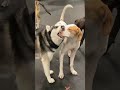 Silly dog##cat聽#cats聽#catsmoves聽聽聽#fyp聽#foryou聽#funnycats聽#f... #Shorts #courage.in.the.sky
