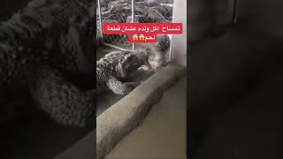 تمساح اكل ولده عشان قطعة لحم
