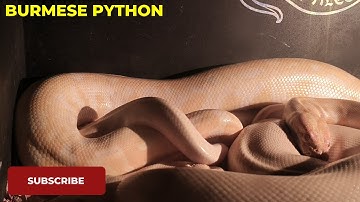 “Albino Burmese Pythons: Rare Breeding Behavior Captured on Camera!