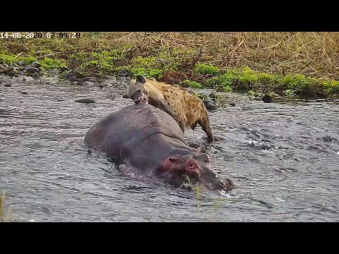 Horrifying Moment When a Hippo Becomes Hyena's Meal