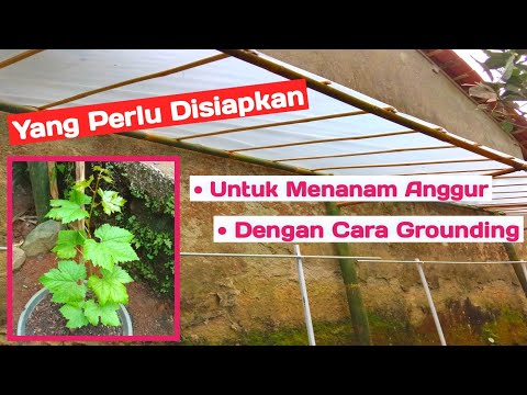 Video: Tanaman merambat. Bagaimana cara menanam anggur? Bagaimana anggur terbentuk?