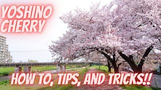 How to Care for Yoshino Cherry | How to, tips, and tricks for fertilizing, pruning, etc.
