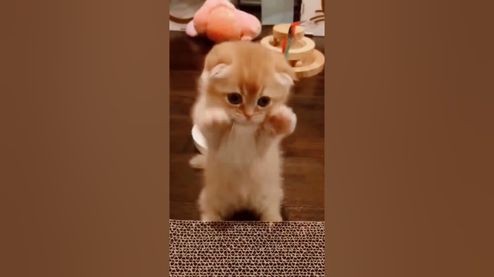 cute little kitten - baby cat #babycat #kitten #cat