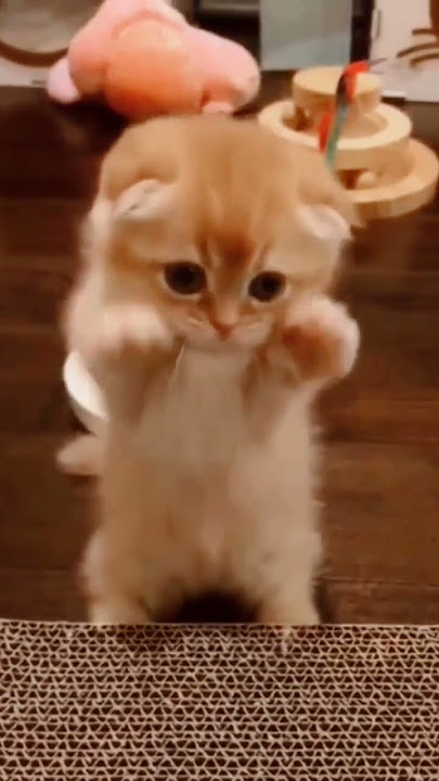 cute little kitten - baby cat #babycat #kitten #cat