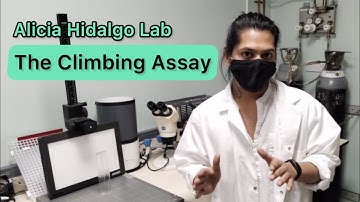 The Climbing Assay - In the Fly Lab