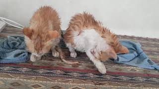 Funny Wet Cats After Bath by Animals Love 72 views 5 years ago 43 seconds