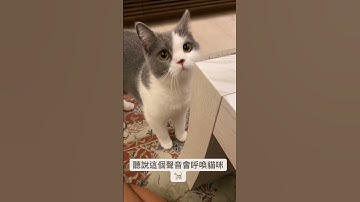 ［錢寶］聽說這個聲音會呼喚貓咪 Sounds to attract cats