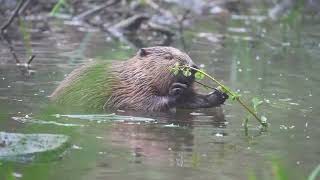 Beaver Dusk to Dawn