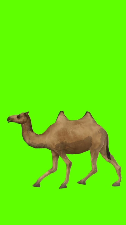 camel with green screen। ऊट।green background