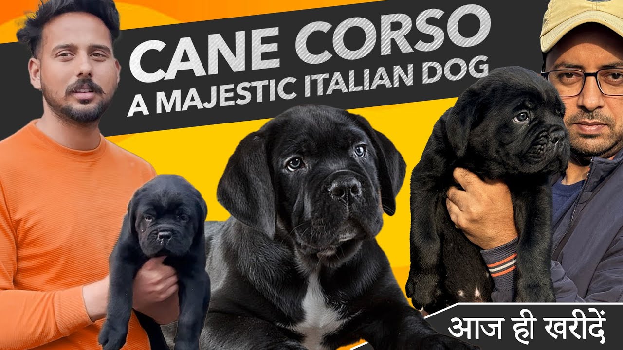 Cane Corso Breed Price in India India's Best Cane Corso Kennel