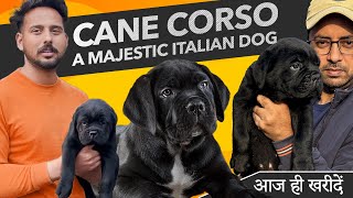 Cane Corso Breed Price in India | India's Best Cane Corso Kennel | Appearance and Temperament