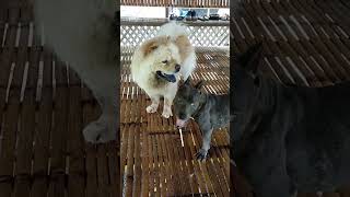 I want to flex my dogs, chow chow & American bully #chowchow #americanbully #shorts