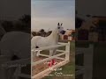 ياروحي المنصابه تصبري بغيابه نادر الشراري خيل عربي اصيل شموخ الجميلي