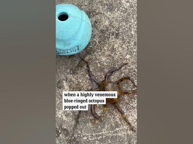 Man’s near miss with deadly blue-ringed octopus in Sydney Harbour