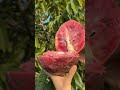 buah legend mulwo gundul #trending #semuaorang #videoahorts #buahbuahan